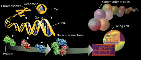 nutrigenomics